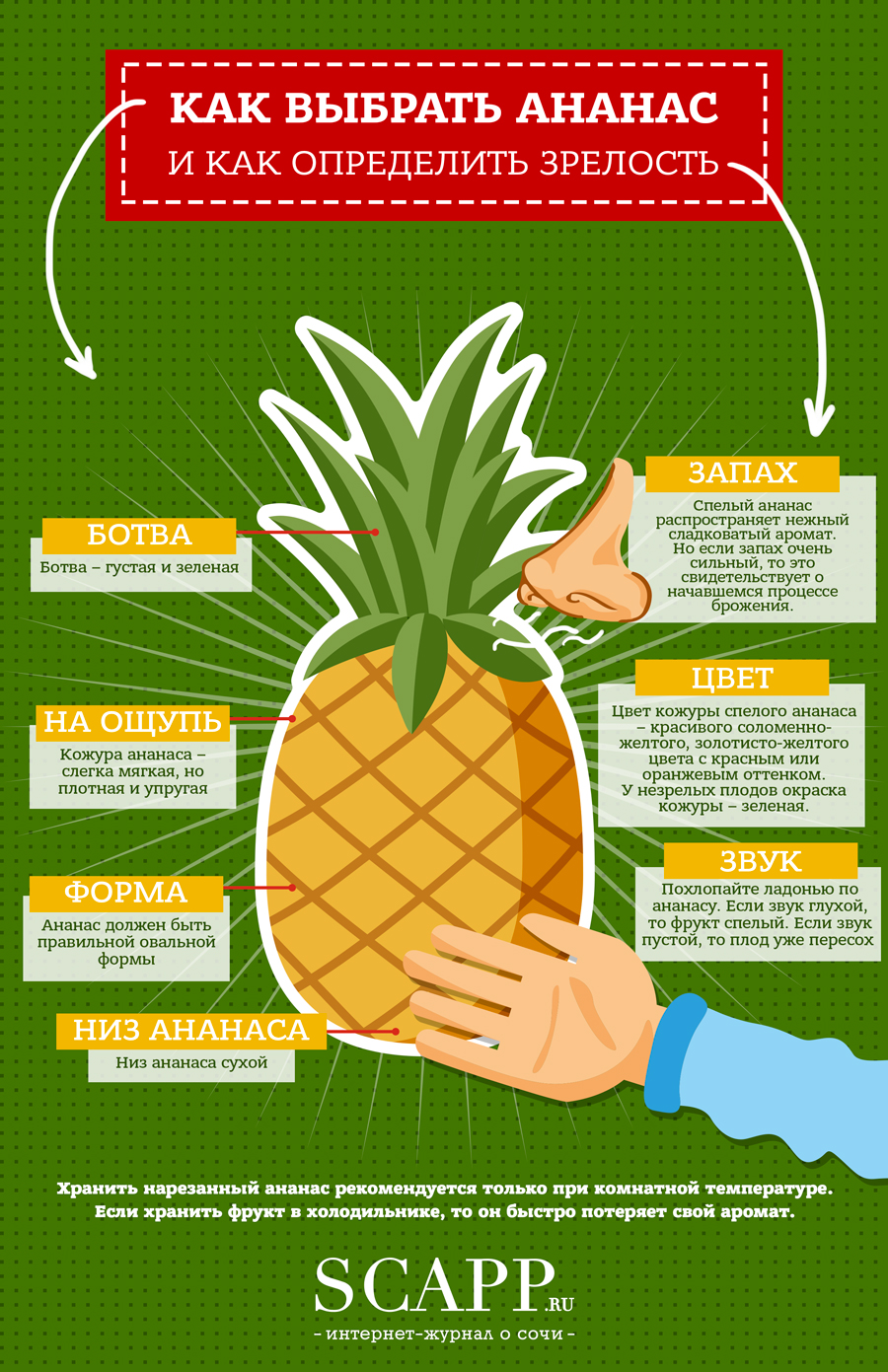 Как правильно выбрать ананас | SCAPP