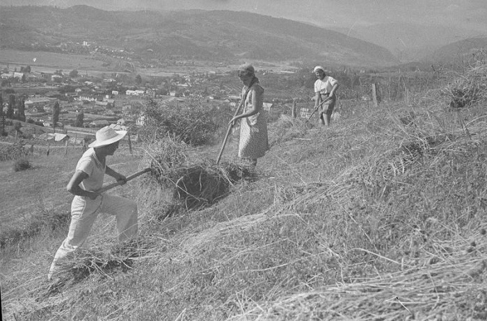Комсомольцы на уборке сена Сочи 1936