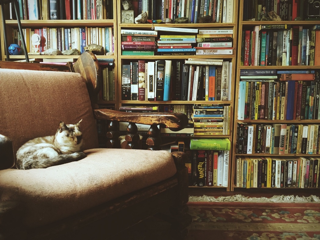 Книги котик