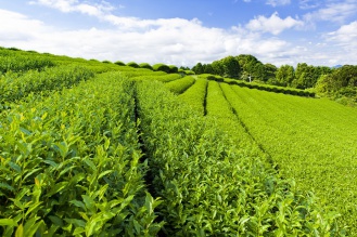 Чайные плантации Сочи Уч-Дере